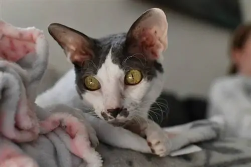 Kornvolas reksa kaķis: informācija par šķirni, īpašības & attēli