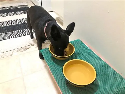ዛሬ መስራት የምትችላቸው 13 DIY Dog Bowl Stand Plans (በፎቶዎች)