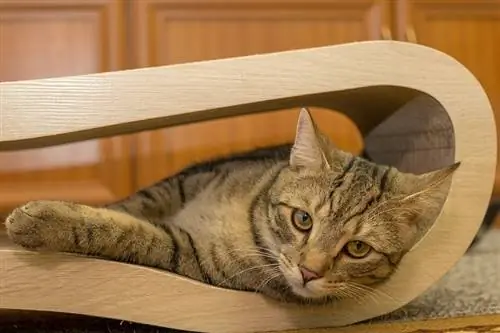 European Shorthair Cat: Informações, Traços & Fotos