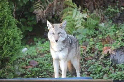 Ali kojoti lajajo kot psi? Vodnik, ki ga je odobril veterinar (z videoposnetkom)