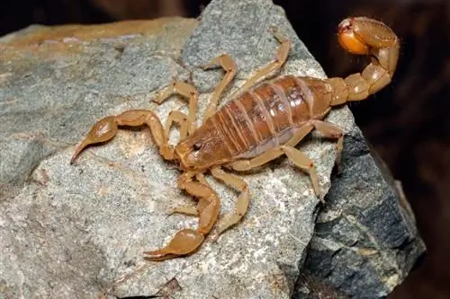 10 škorpiónov nájdených v Kalifornii (s obrázkami)