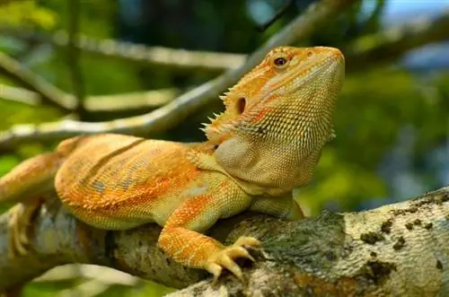 Combien coûtent les dragons barbus chez PetSmart ? Faits & FAQ