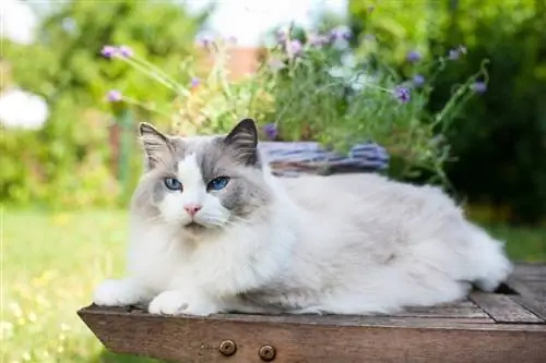 חתול Ragdoll: מידע מאושר על ידי וטרינר, תכונות & תמונות
