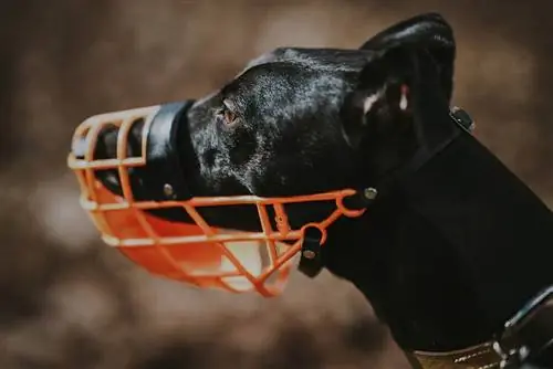 4 DIY-Maulkorbpläne für Hunde, die Sie noch heute erstellen können (mit Bildern)