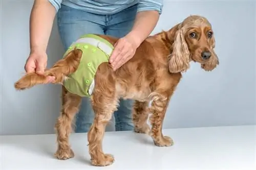 7 DIY Dog Diaper Plans You Can Make Today (Nrog duab)