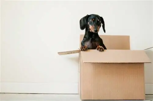 6 progetti fai-da-te per la scatola dei giocattoli per cani che puoi realizzare oggi (con immagini)