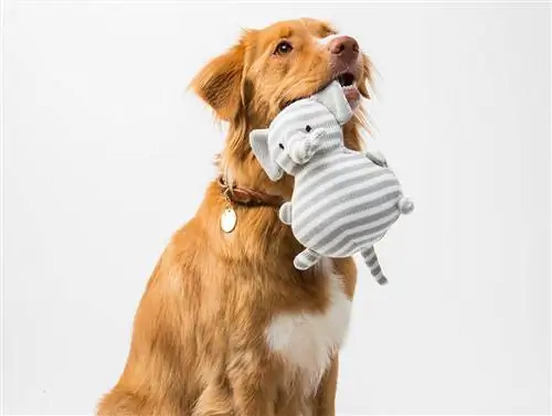 Les 10 millors joguines per a gossos per a cadells grans l'any 2023: ressenyes & Les millors opcions