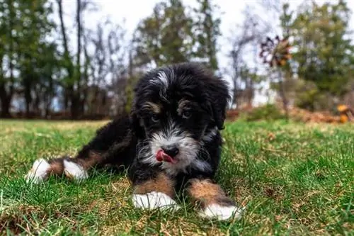 5 อาหารสุนัขที่ดีที่สุดสำหรับ Bernedoodles ในปี 2023 - รีวิว & รายการยอดนิยม