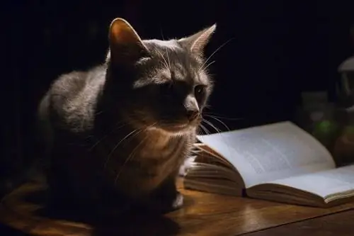 Ai gatti piace il buio? Fatti approvati dal veterinario & Suggerimenti per la cura