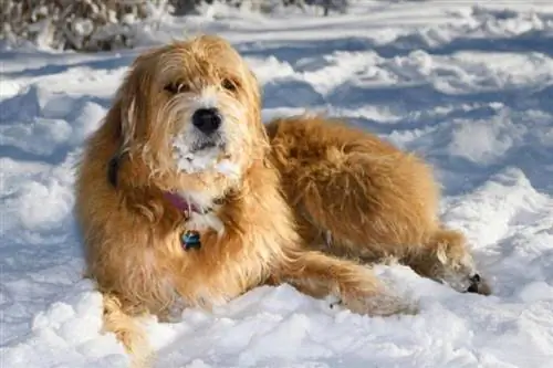 Pyredoodle (Great Pyrenees & Poodle Mix) Razza canina: foto, informazioni, cure & Altro