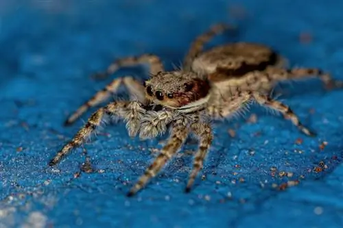 7 mite dhe keqkuptime të merimangave që nuk duhet të ndaloni së besuari