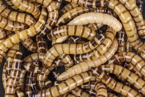Bolehkah Landak Makan Superworms? Fakta & Soalan Lazim