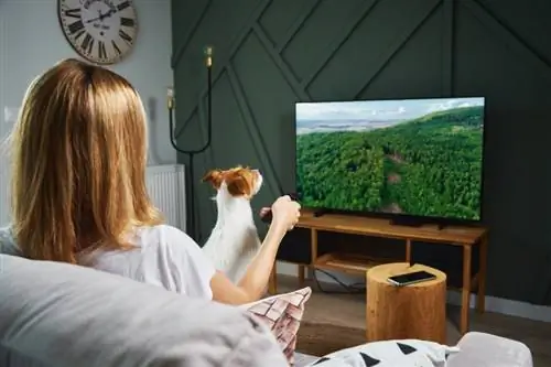 Hou honde daarvan om TV te kyk? Veeartsgoedgekeurde feite & Gereelde vrae