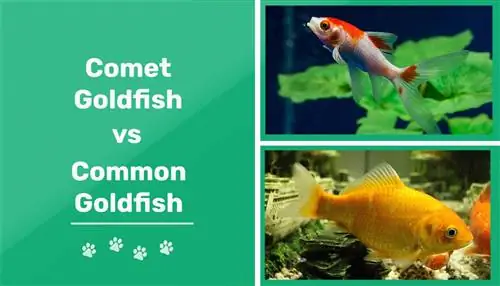 Комета златна рибка срещу обикновена златна рибка – разликите (със снимки)