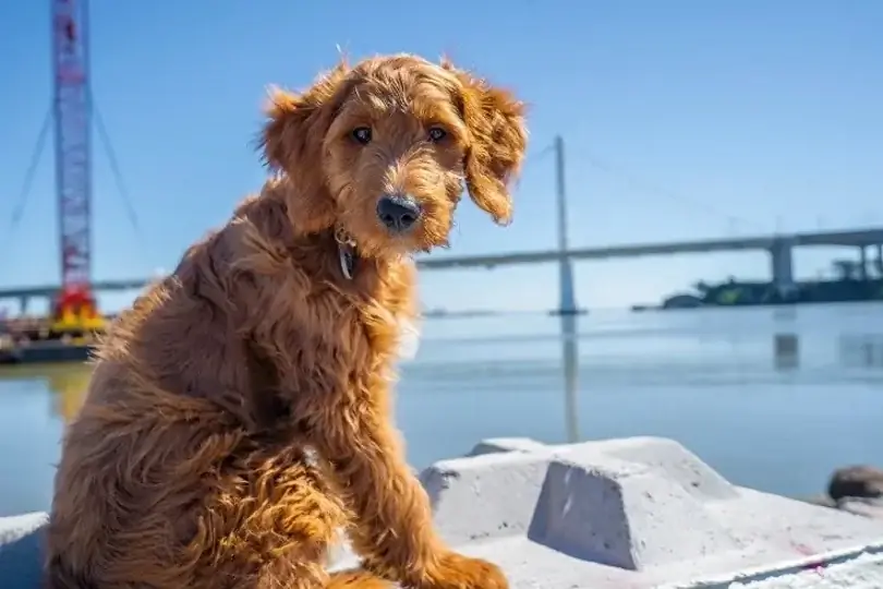 11 labākā suņu barība mini Goldendoodles 2023. gadā - Atsauksmes & Populārākās izvēles