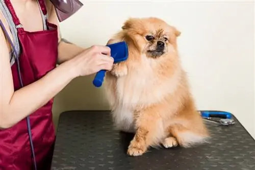 Cât costă o spălare pentru câini cu autoservire la Pet Supplies Plus în 2023?