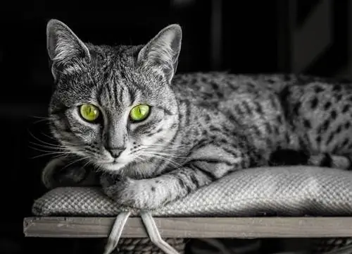 Egyptian Mau Cat Breed: Vet-Reviewed Info, Traits & Duab