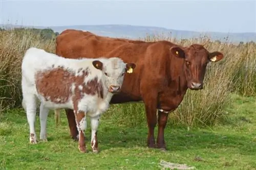 Irish Moiled Cattle Breed: foto's, feiten, gebruik, oorsprong &