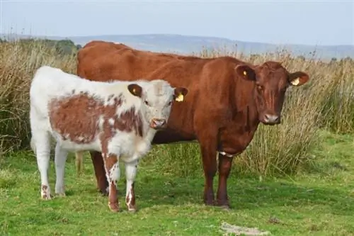 Irish Moiled Cattle Rasse: Bilder, Fakten, Verwendungen, Ursprünge & Merkmale