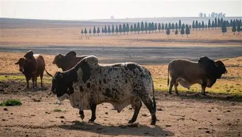 Պատկեր