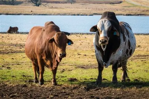 Race bovine Boran : faits, utilisations, origines & Caractéristiques