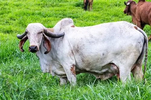 Girolando Cattle Breed: Εικόνες, Γεγονότα, Χρήσεις, Προέλευση & Χαρακτηριστικά