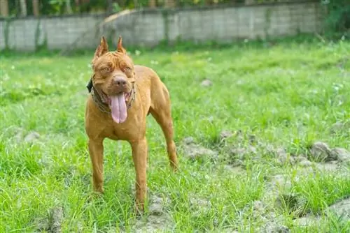 Na čo boli chované pitbuly? História & často kladených otázok