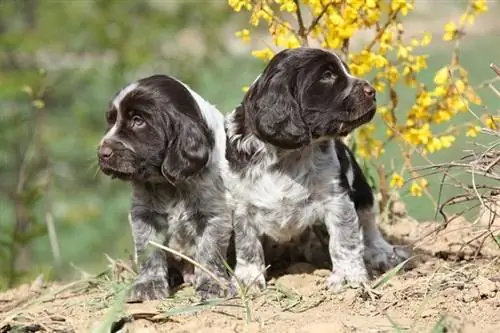 Você pode clonar um cachorro? Fatos revisados por veterinários & Perguntas frequentes
