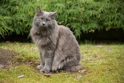 Nebelung kaķu šķirne: informācija, īpašības & attēli