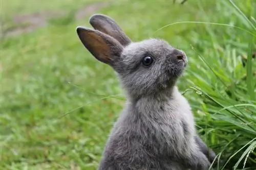 14 konijnenmythen en misvattingen die je nu moet stoppen met geloven