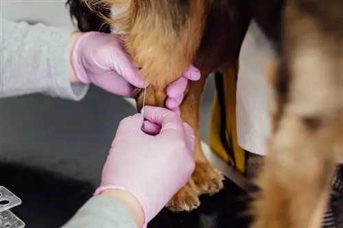 การฝังเข็มสำหรับสุนัข: สัตวแพทย์อธิบายข้อดีข้อเสีย & ประสิทธิผล