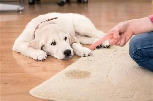 Warum pinkelt mein Hund, wenn ich nach Hause komme? 5 vom Tierarzt anerkannte Gründe