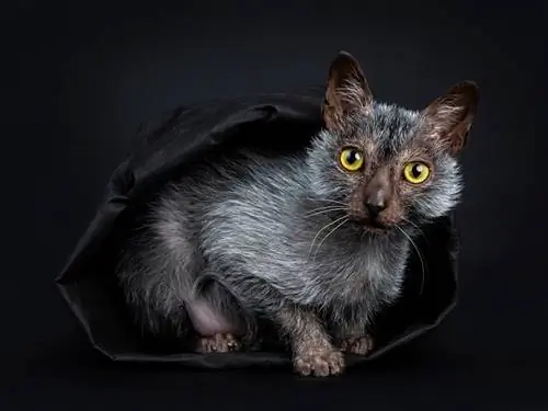 Rasa Lykoi (Pisica Lup): Informații, trăsături & Imagini