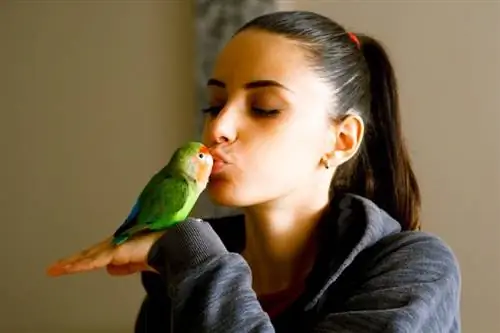 Ako sa starať o vtáčika: 12 tipov schválených veterinárom & trikov