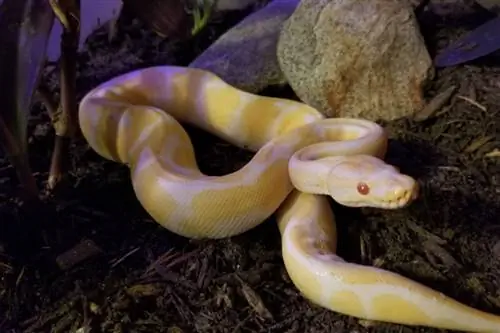 Albino Ball Python Morph: Facts, Appearance, Pictures, & Care Guide