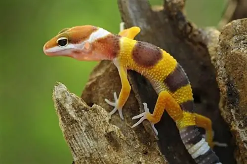 İki Leopar Gecko'yu Bir Araya Getirebilir misin?