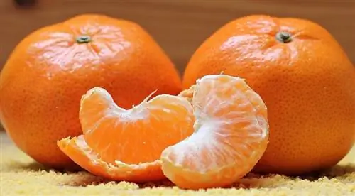 A mund të hanë pulat portokall? Dieta & Këshilla për shëndetin