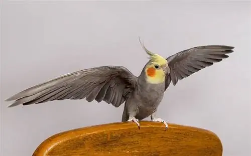 Почему нельзя гладить птицу за крылья: 3 причины, проверенные ветеринарами & Полезные советы