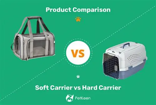 Weiche vs. harte Katzentransportbox: Die Richtige auswählen