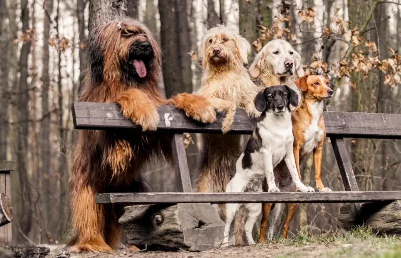 Les chiens sont-ils des animaux sociaux ? Science de la socialisation des chiens examinée par le vétérinaire & Info