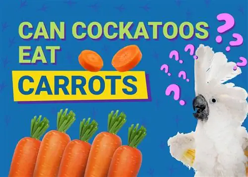 Mohou kakaduové jíst mrkev? Nutriční informace zkontrolované veterinářem, které potřebujete vědět
