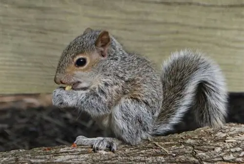 Ako rozpoznať vek veveričky: 4 spôsoby, ako to vedieť (s obrázkami)