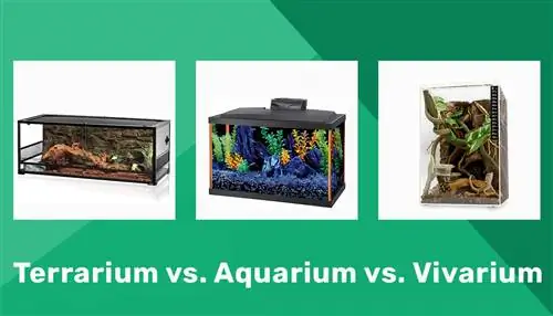 Terrarium vs. Aquarium vs. Vivarium: Die verskille verduidelik