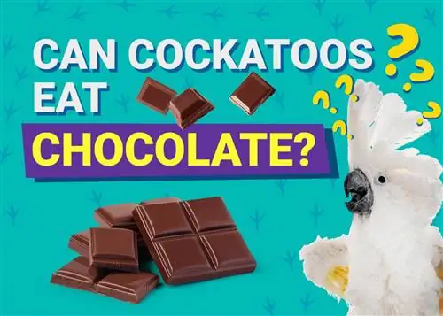 Môžu kakadu jesť čokoládu? Čo potrebuješ vedieť