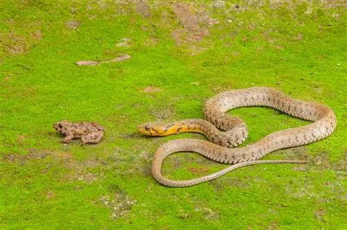A i hanë gjarpërinjtë bretkosat? Përgjigja befasuese