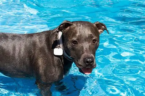 Liker Pitbulls vann (og kan de svømme)? Fakta & FAQ
