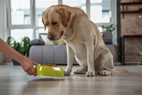 Alergjitë ushqimore te qentë: Simptomat & Trajtime