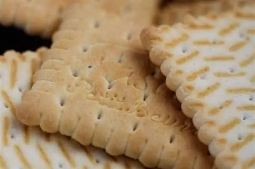 Dürfen Hunde Kekse essen? Vom Tierarzt bestätigte Fakten