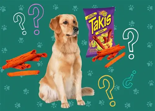 Können Hunde Takis essen? Vom Tierarzt bestätigte Fakten