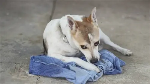 Mengapa Anjing Saya Mencuri Pakaian Saya? 6 Sebab Berkemungkinan & Apa Yang Perlu Dilakukan